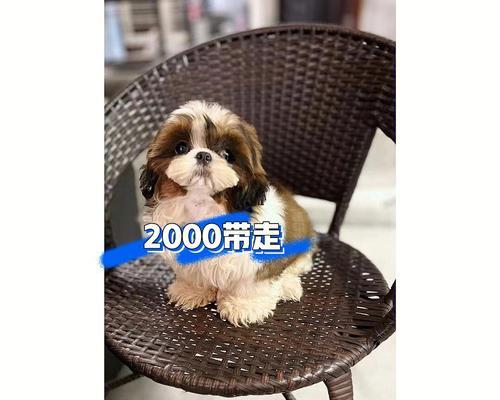 探究以西施犬（了解以西施犬的品种特征、饲养技巧和训练方法）