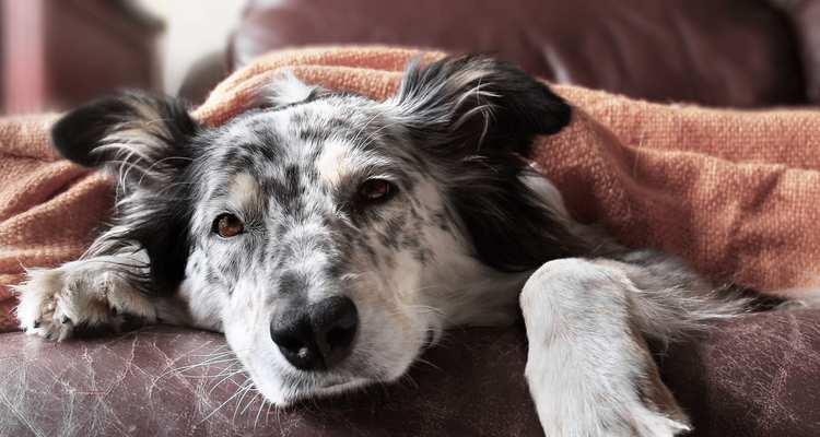 为什么边境牧羊犬一直发抖？（深入探究边牧发抖的原因和应对方法）