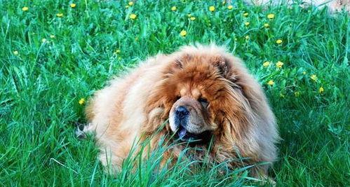 挑食是松狮犬健康的最大敌人（如何让松狮犬摆脱挑食毛病）