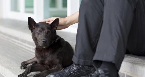 茶杯犬的养殖指南（了解这种迷人的小型犬的优缺点与养护方法）