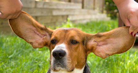 如何正确护理比格犬的耳朵？（宠物比格犬的耳朵健康管理与护理）