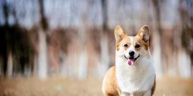 以柯基犬为宠，小技巧大作用（教你如何养护一只健康快乐的柯基犬）