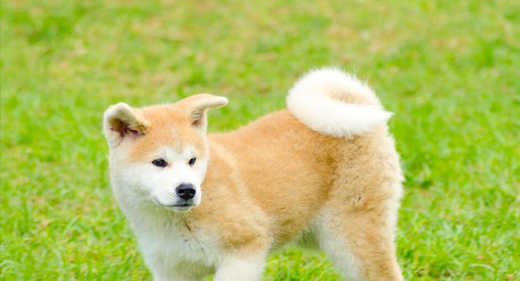 秋田犬的饮食保健（为你的爱犬提供最佳的食物和营养）