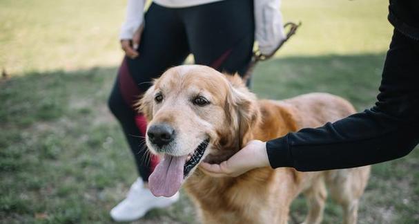 如何训练你的宠物犬听懂“坐下”的命令