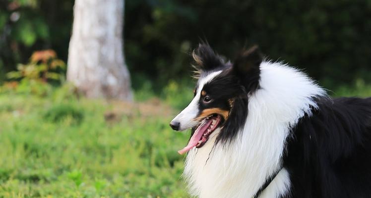 如何让您的喜乐蒂牧羊犬变得更加漂亮（从饮食到美容，让您的爱犬焕然一新）