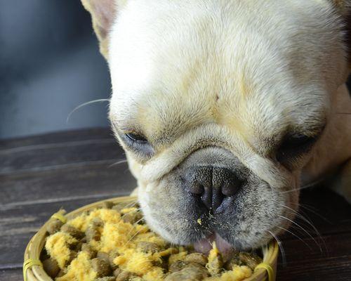 京巴狗的饮食指南（为您的爱犬提供健康的饮食）