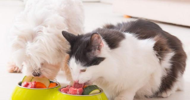 小猫的饮食和营养（如何为你的宠物猫提供健康的饮食）