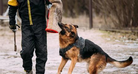 如何训练德国牧羊犬走过来？（培养德国牧羊犬的服从性和亲近感，让宠物成为你的好伙伴）