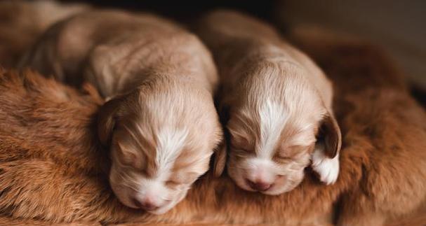 初生幼犬的照顾要点（为你的宠物提供良好的护理与关爱）