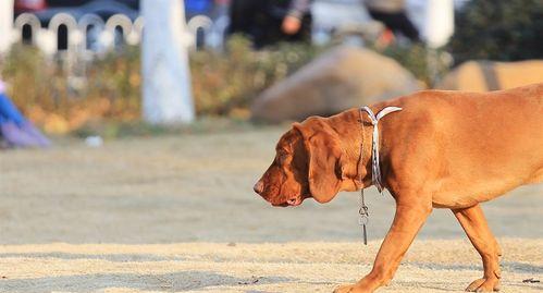 红骨猎浣熊犬的饲养全指南（如何照顾好你的红骨猎浣熊犬？）