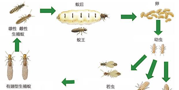 黑红小丑饲养指南（打造艳丽水族箱，让小丑鱼欢乐成长）