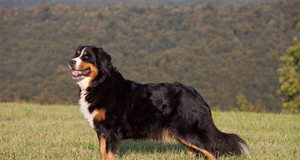 以伯恩山犬的饲养方法（宠物爱好者必读！打造健康快乐的以伯恩山犬生活）