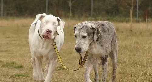 大丹犬的高产生育（一胎生多少、生育周期、繁殖技巧、食疗保健）