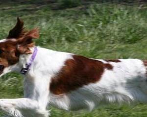 爱尔兰雪达犬的饲养指南（如何让你的爱尔兰雪达犬健康、快乐地成长？）