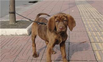 红骨猎浣熊犬的饲养方法（掌握关键饲养技巧，让宠物健康成长）