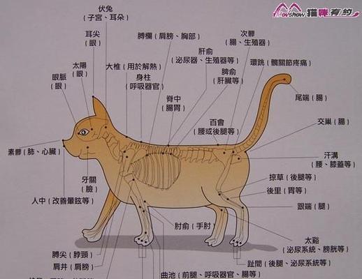 椋鸟的饲养方法（如何让椋鸟健康成长）