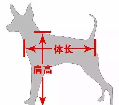 爱尔兰水猎犬的饲养方法（从幼犬到成犬，关注健康与训练）