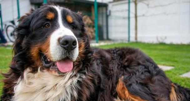 伯恩山犬饲养指南——爱心养犬，健康成长