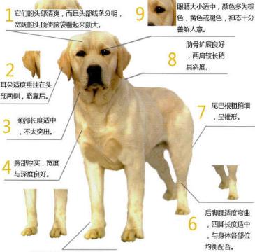 红骨猎浣熊犬的养护（细节决定一切，让红骨猎浣熊犬健康快乐生活）