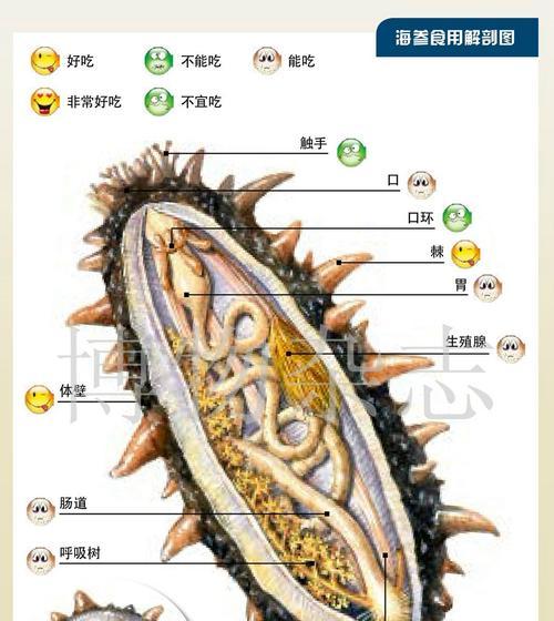 如何成功饲养洋葱螺（了解螺类养殖要点，提高养殖效益）