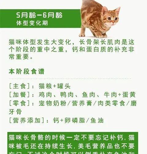 以土耳其安哥拉猫的饲养方法为主题的全面指南（宠爱你的土耳其安哥拉猫，做一个负责任的猫妈/爸）