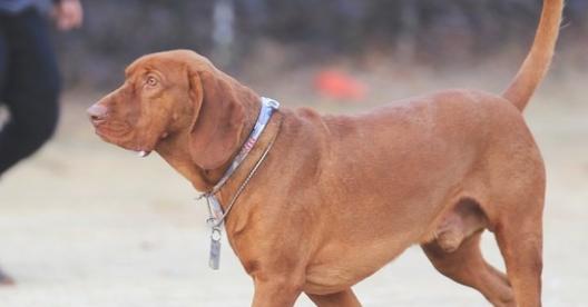 红骨猎浣熊犬的饲养指南（详细介绍红骨猎浣熊犬的喂养、训练、健康和社交化等方面）