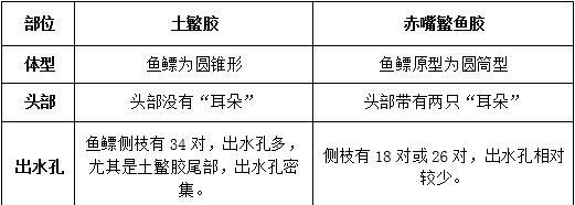 牛头鲷的饲养方法（了解牛头鲷，科学养殖）