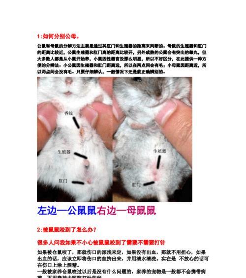 白鳍黑吊饲养全攻略（了解白鳍黑吊，打造水族箱新宠）