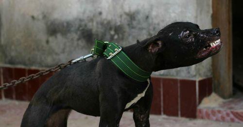 惠比特犬的饲养全攻略（了解惠比特犬的习性与喜好，让饲养更轻松）