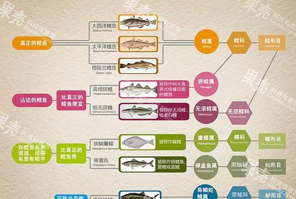 斑尾凤凰的饲养方法（宠物爱好者必知的养殖指南）