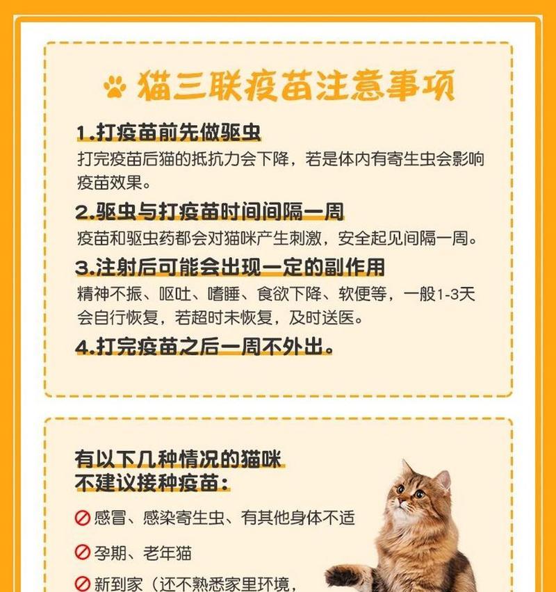 土耳其安哥拉猫的饲养方法（宠物爱好者必看的养猫指南）