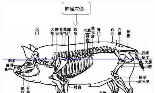 如何饲养健康活泼的印度金圈吊（从饲料选择到水质控制，一步步教你打造理想的鱼缸生态）