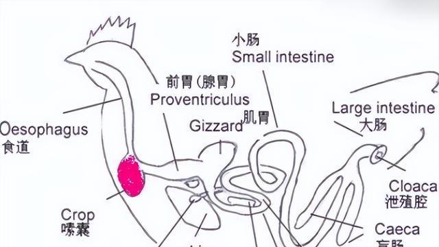 黄鹰饲养全攻略（宠物爱好者必看，黄鹰饲养方法详解）