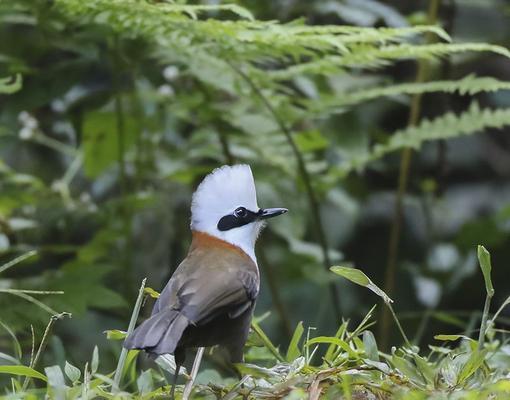 白冠噪鹛的饲养方法（养殖指南、喂食技巧、繁殖要点）