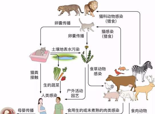 荷叶陆龟饲养全攻略（从选购到养护，让你成为专业荷叶陆龟爱好者）