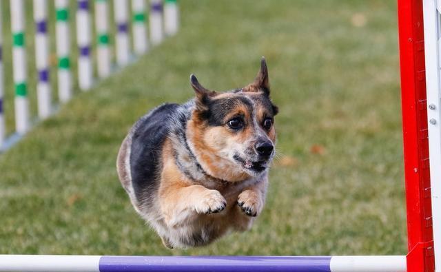 忠心耿耿的柯基犬——宠物中的佼佼者（以柯基犬为例，探究宠物的忠诚与情感）