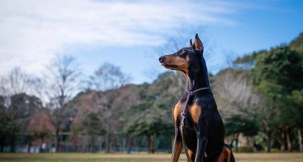 以杜宾为宠物好养吗？（杜宾犬的性格、喂养、训练等多方面分析）