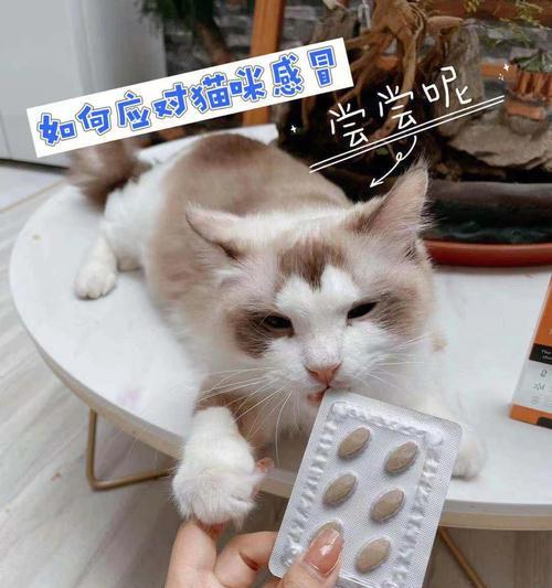 猫着凉感冒怎么办？（吃什么药？）