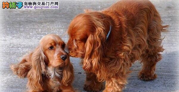 揭秘可卡犬的五大本能（了解宠物的本性，做好饲养和训练）