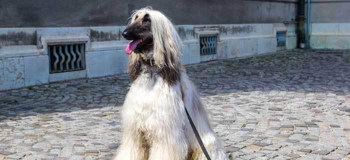 如何为阿富汗猎犬洗耳