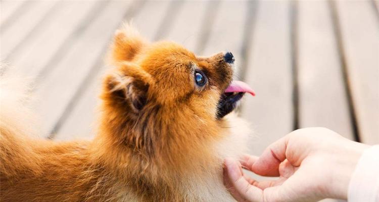 博美犬咳嗽的原因与治疗（从宠物主人的角度来了解博美犬咳嗽的原因与治疗方法）