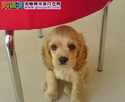 三个月可卡犬的养护秘籍（从营养、训练到卫生，全面指南让你的犬宝健康成长）