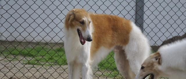 苏俄牧羊犬的饲养方法（了解苏俄牧羊犬，让您的爱犬健康成长）