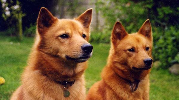 芬兰狐狸犬的饲养全指南（了解这种聪明的宠物，让你成为专业养狗人士）