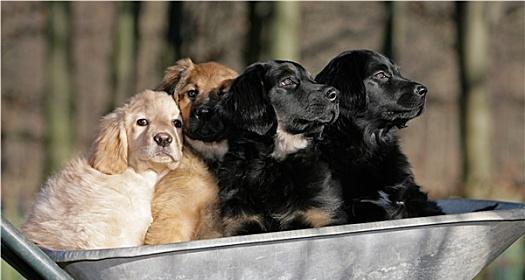 如何喂养大丹犬仔犬——打造健康宠物生活（从食物、饮水到锻炼，让它快乐成长）