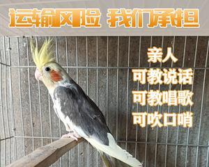 斑马贝的饲养方法与技巧（打造优质斑马贝养殖基地）