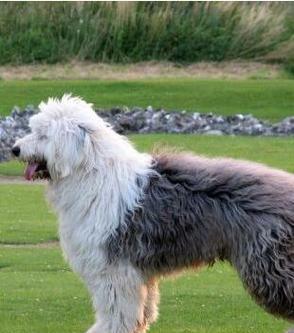 英国古代牧羊犬的饲养方法（了解其特点和训练需求，提高饲养效果）