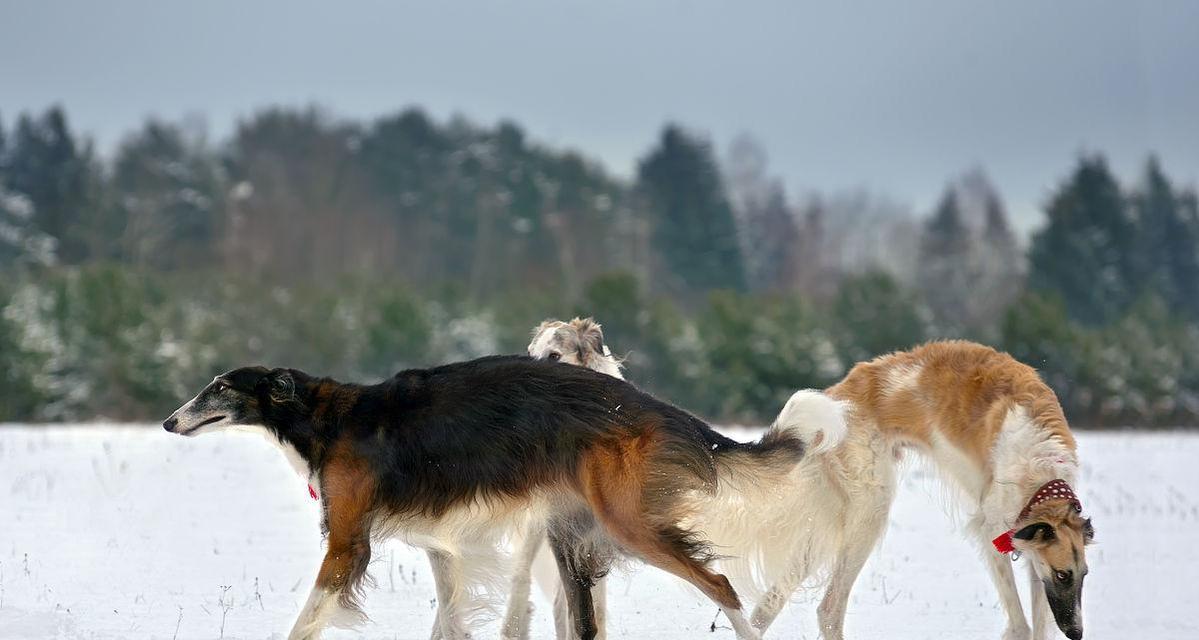 苏俄牧羊犬饲养全攻略（苏俄牧羊犬的特点、饲养技巧、喂养、训练、照顾、健康、常见问题）