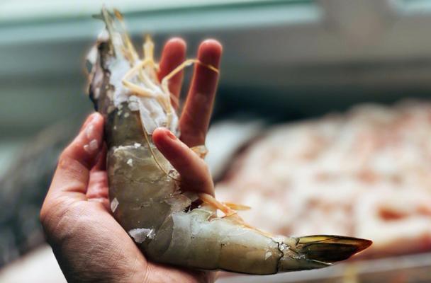 狗狗吃太多海鲜有害健康（如何科学喂食宠物狗？关注狗狗健康的重要性）