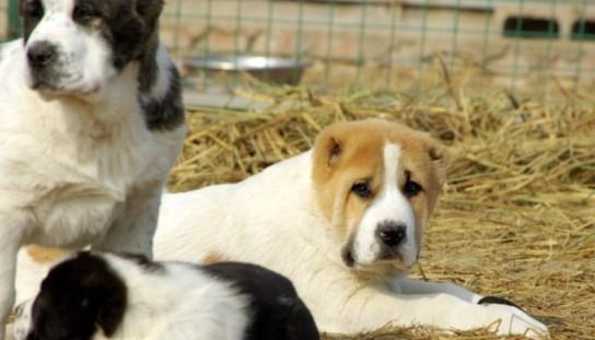 中亚牧羊犬的饲养方法（宠物家庭必备，做好这些才能养好牧羊犬）